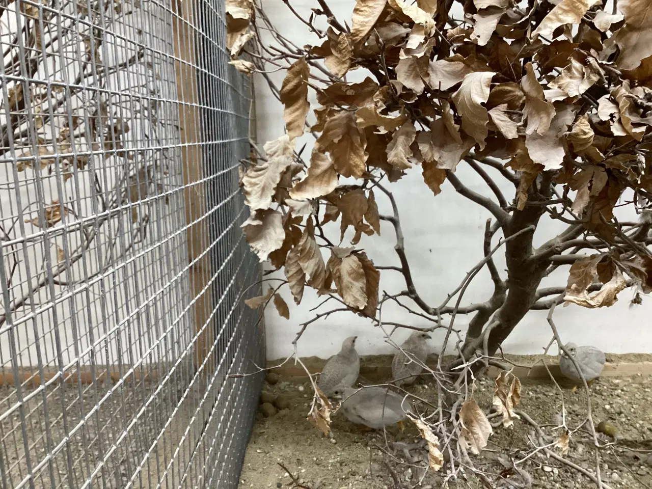 Billede 2 - Kin vagtler 1,1