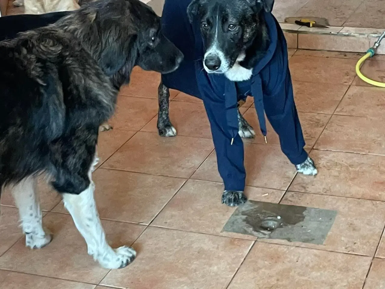 Billede 3 - Smukkeste Hannibal søger familie 💙