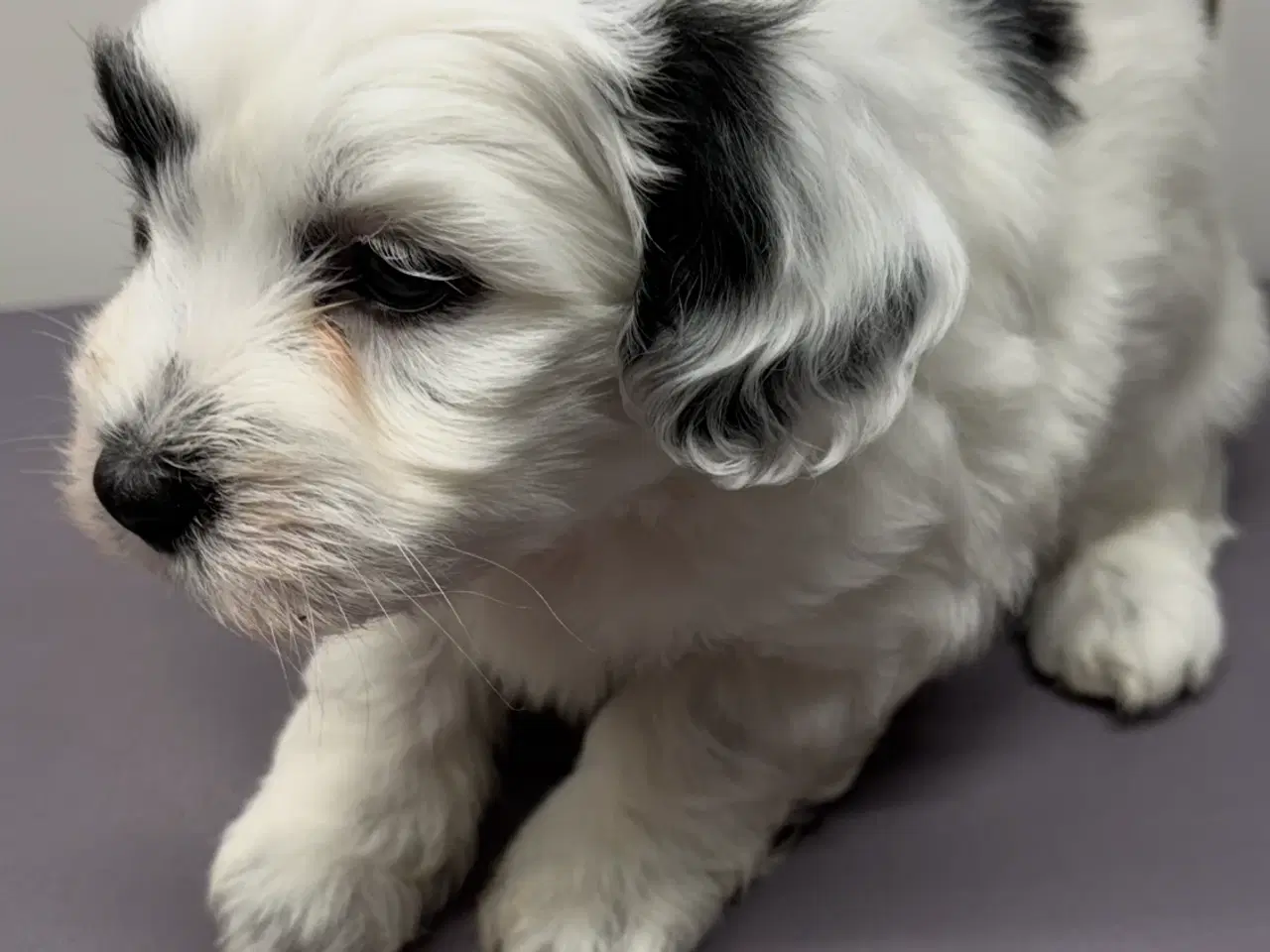 Billede 8 - Bichon Havanais hvalpe 