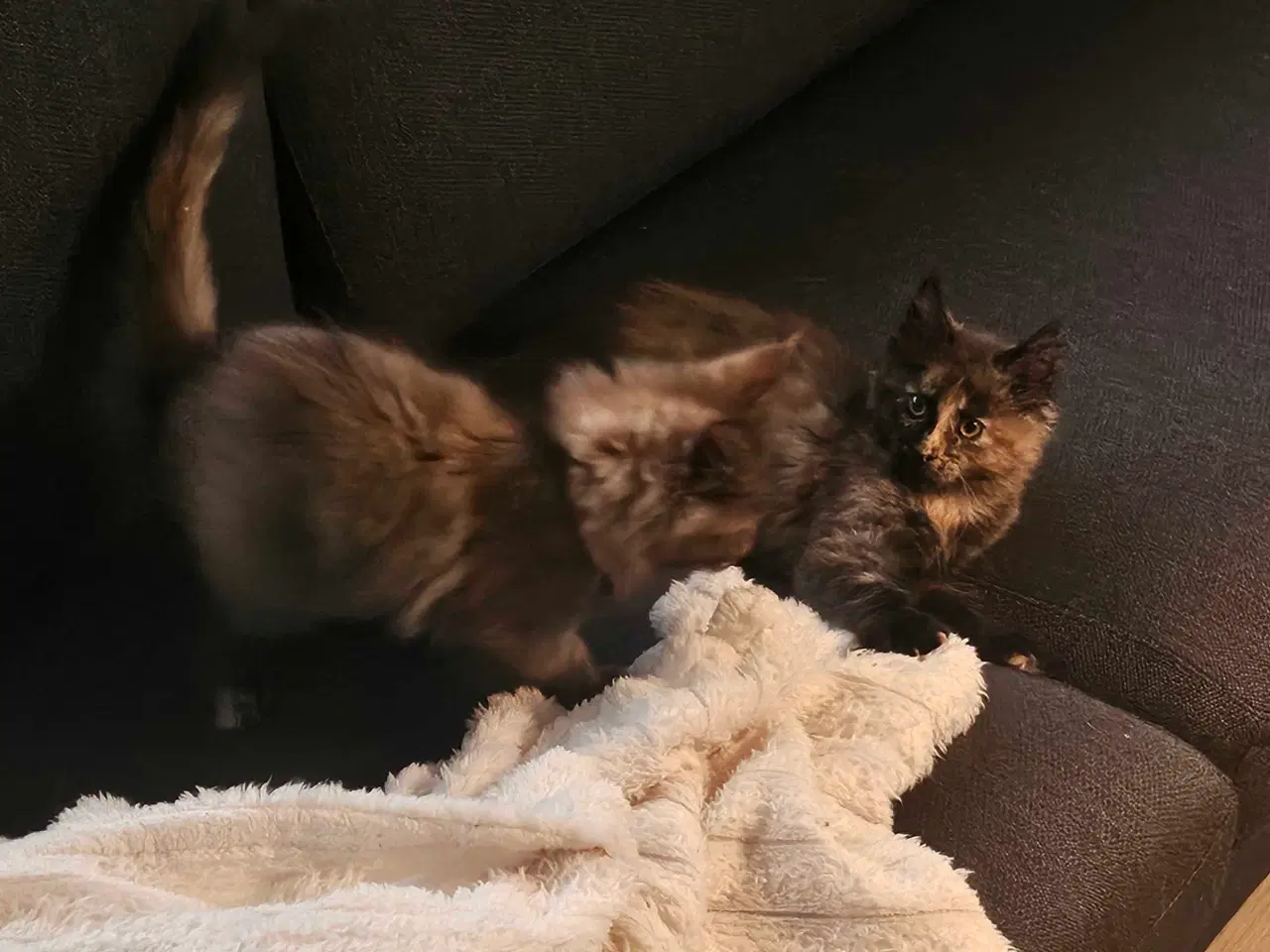 Billede 1 - Maine coon killinger uden stamtavle 