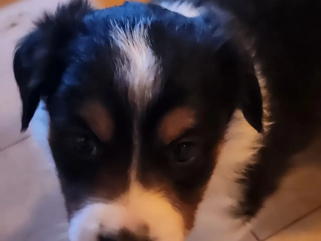 Billede 8 - Border collie/ Australien Shepherd mix