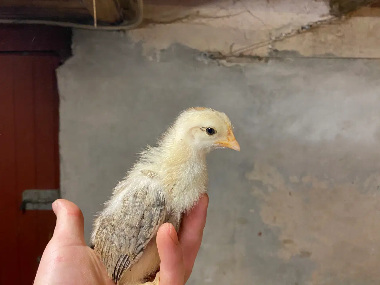 Billede 1 - Kyllinger