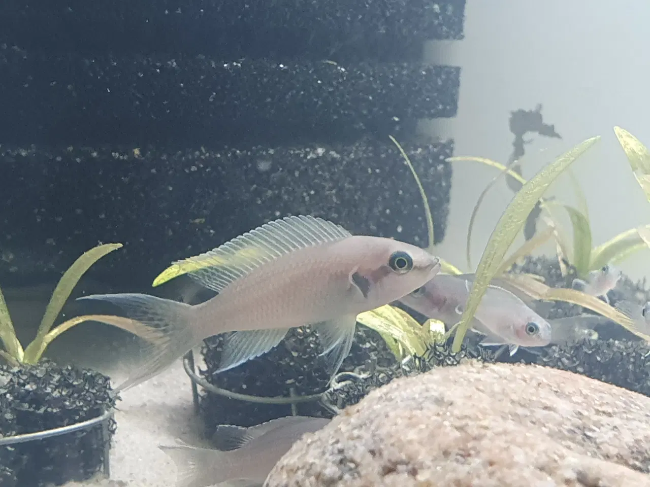 Billede 5 - Prinsessecichlider (Neolamprologus brichardi)