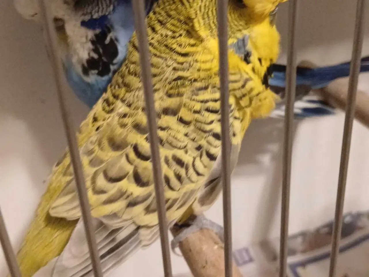 Billede 1 - 1 par Engelske undulater 