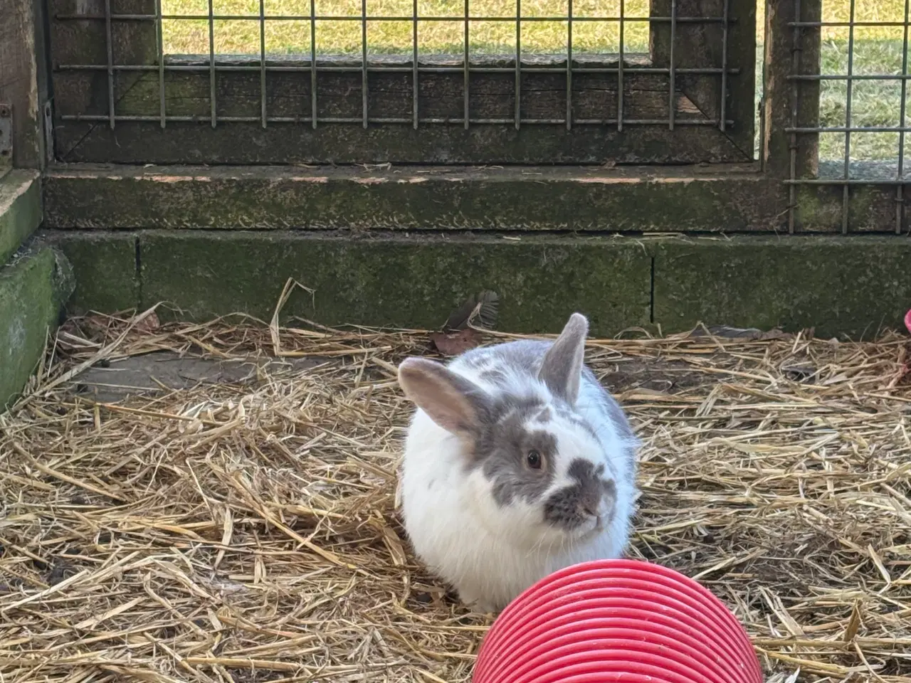 Billede 3 - 2 søde kaniner til salg