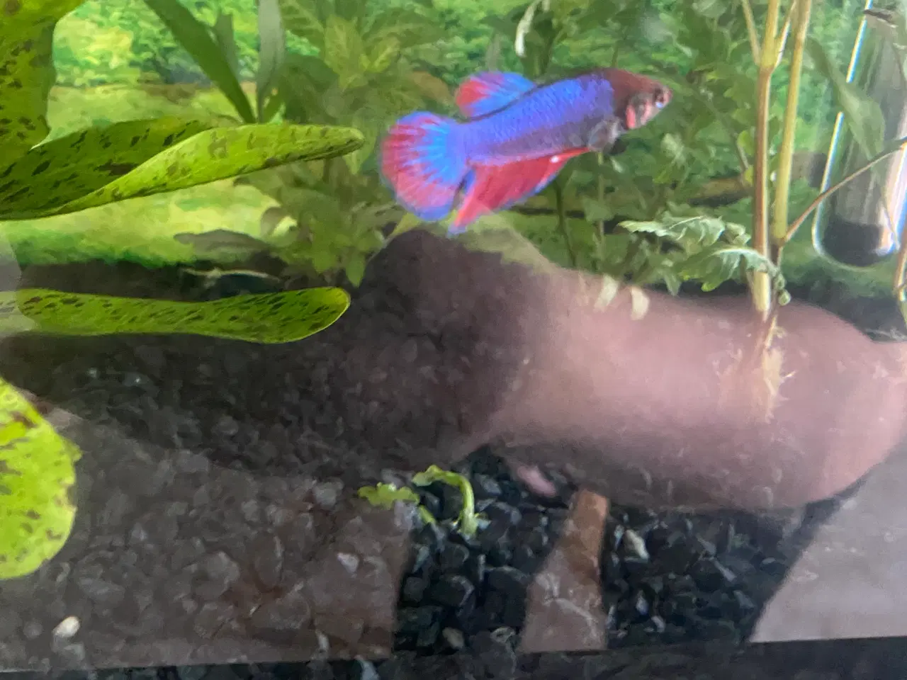 Billede 1 - Kampfisk hun 