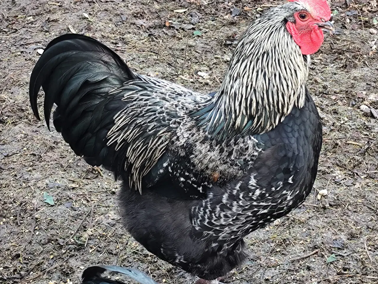 Billede 4 - Haner Australorp, Hane Australorp/Barnevelder