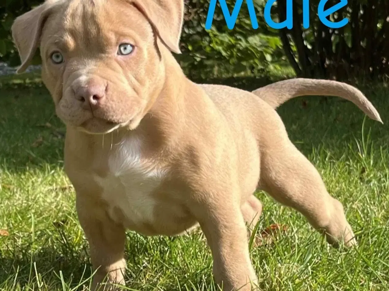 Billede 4 - 🐶 American Bully hvalpe – showkvalitet & familiev