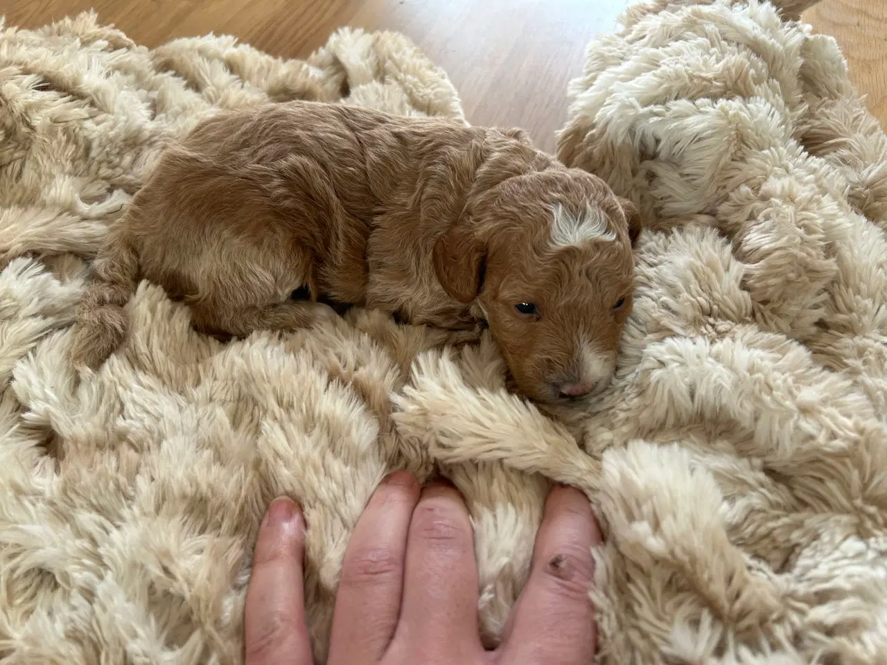 Billede 3 - Dværg puddel hundehvalpe