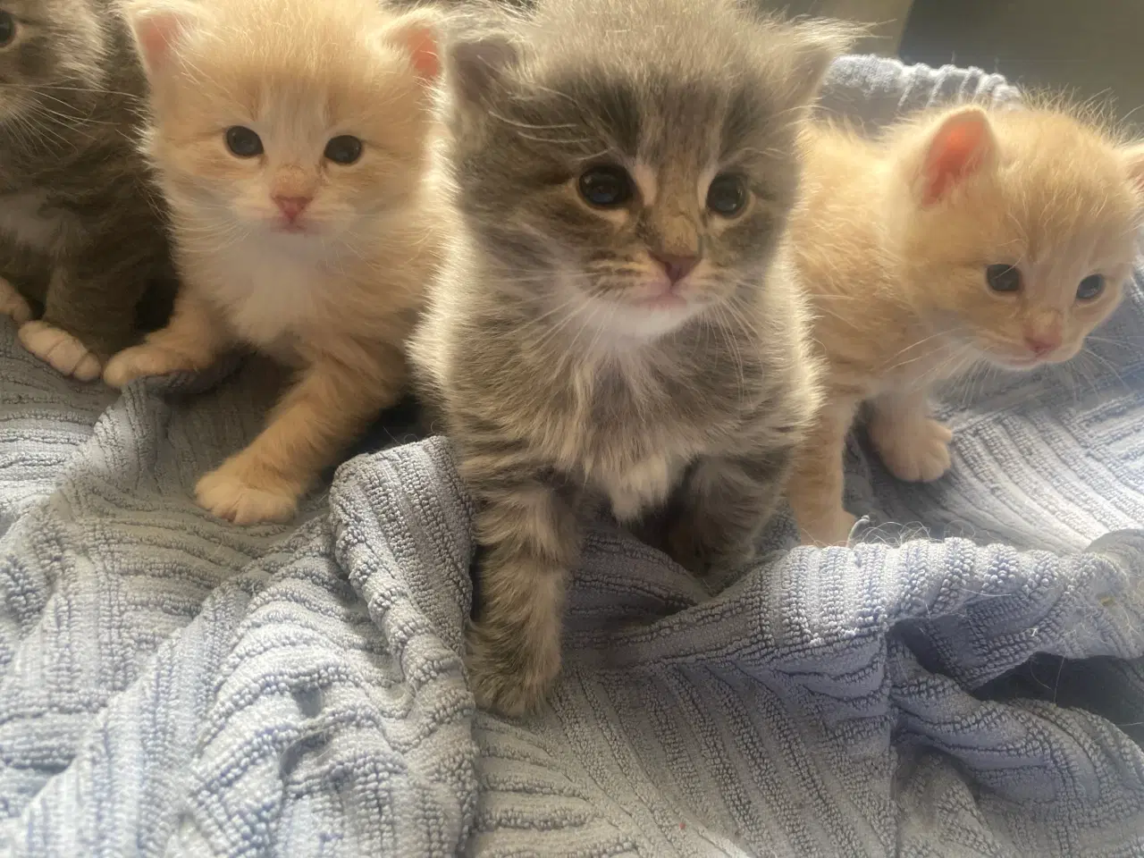 Billede 7 - Maincoon/Ragdoll/BS