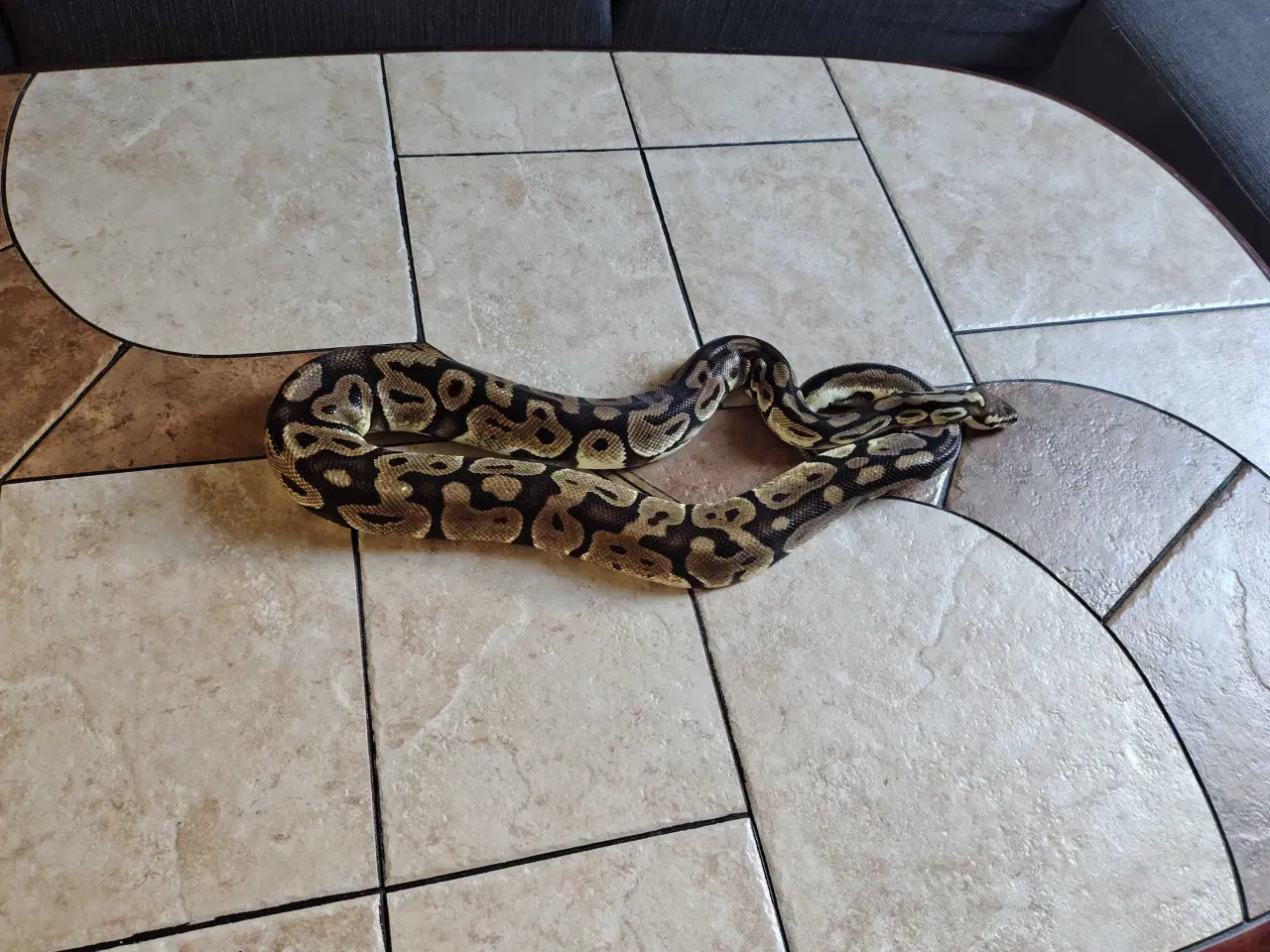 Billede 2 - Slange sælges