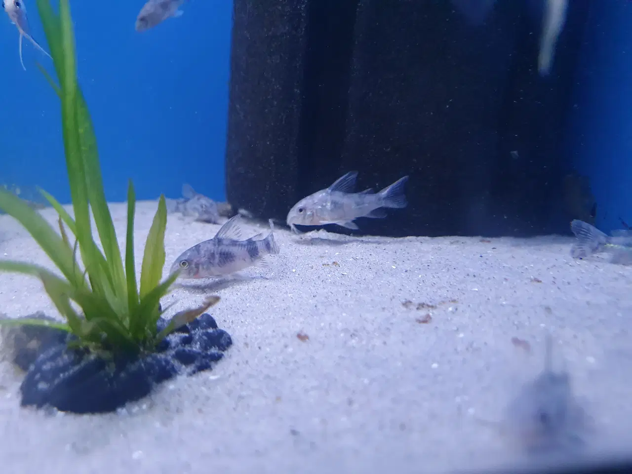 Billede 10 - Plettet pansermaller (Corydoras paleatus)