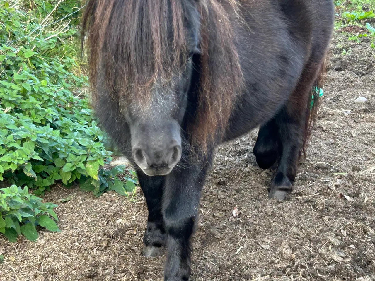 Billede 5 - Skøn mini shetlænder hoppe sælges 