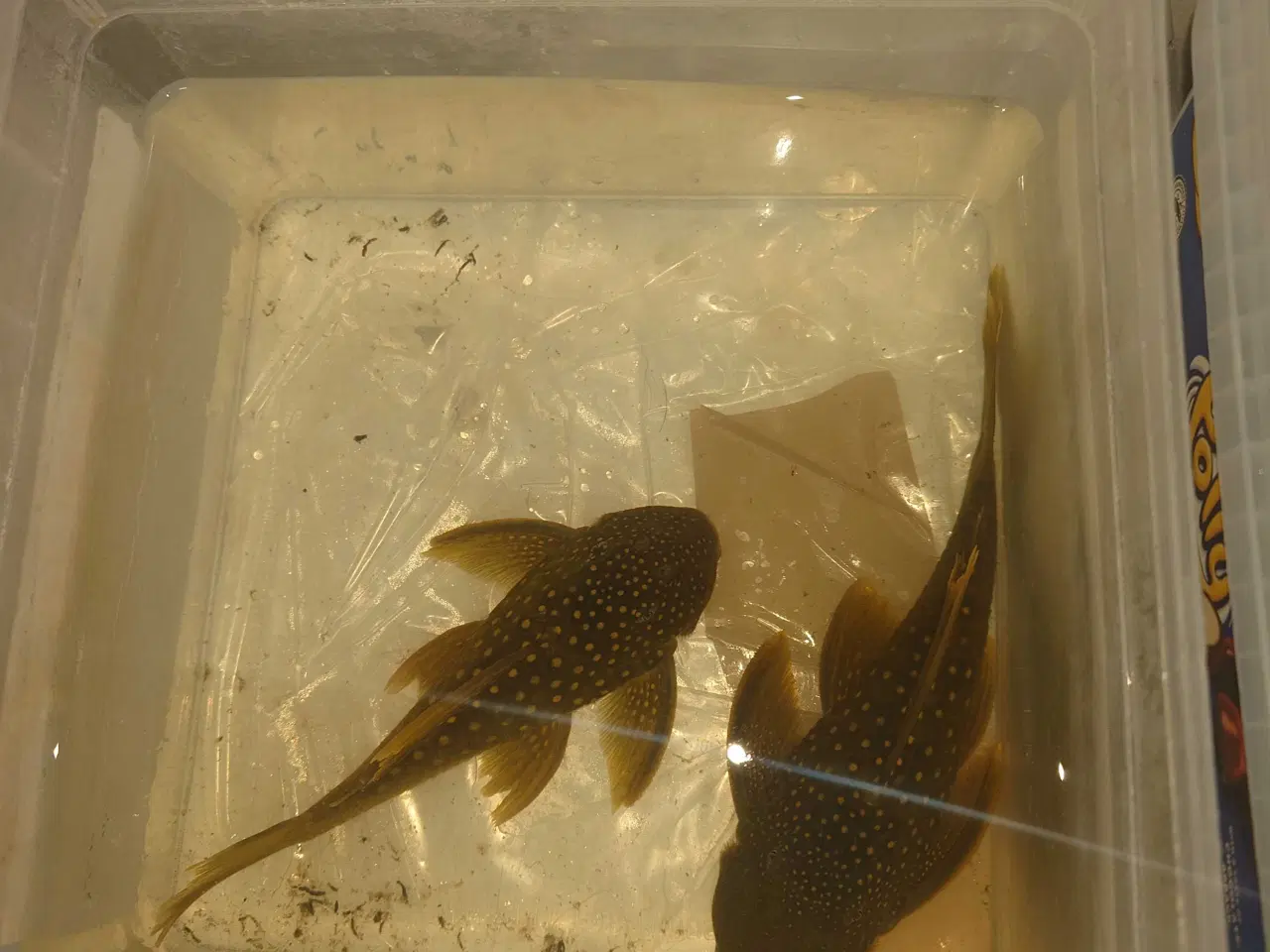 Billede 4 - L200 High finn ca. 14-15 cm 