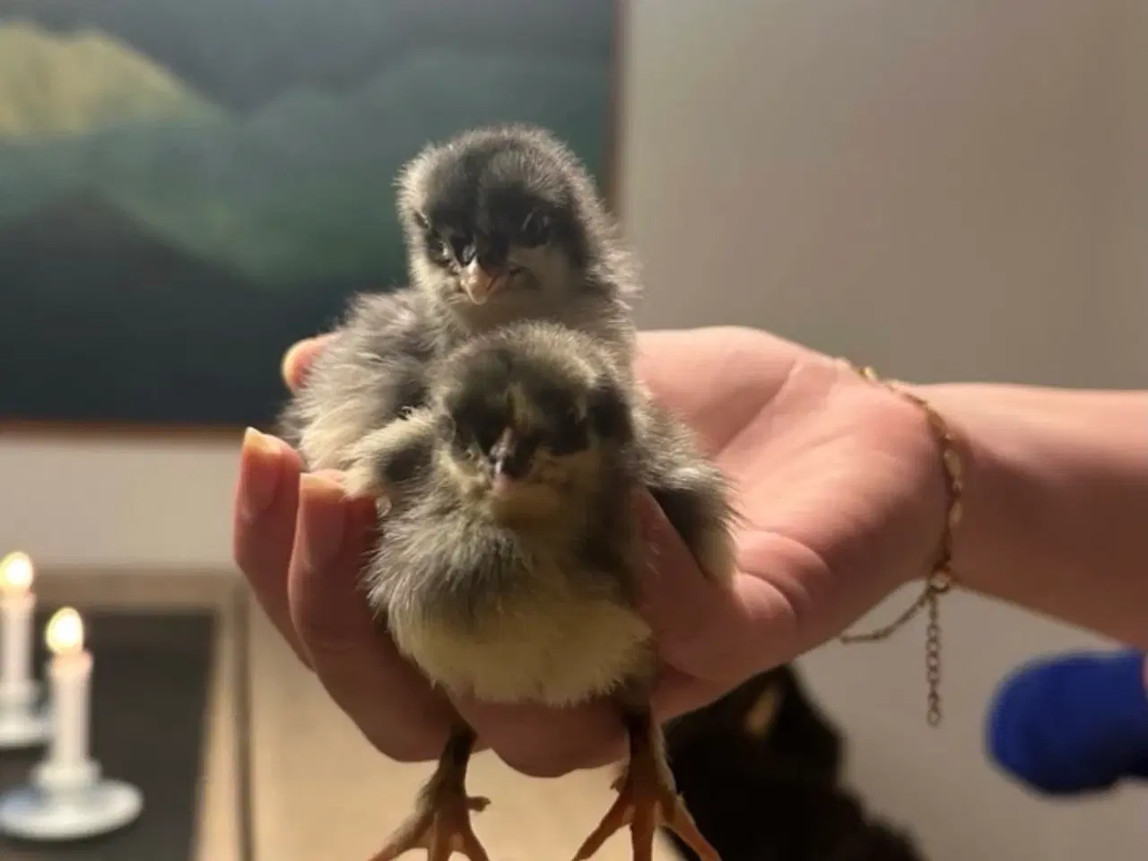 Billede 4 - Små kyllinger/daggamle kyllinger 