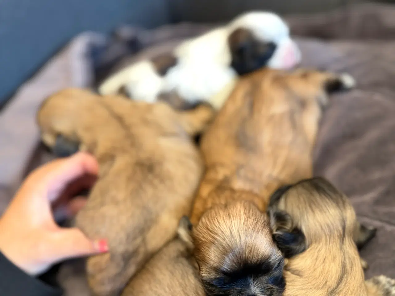 Billede 5 - Boomer hvalpe søger nye madskåle d 3 juli❤️