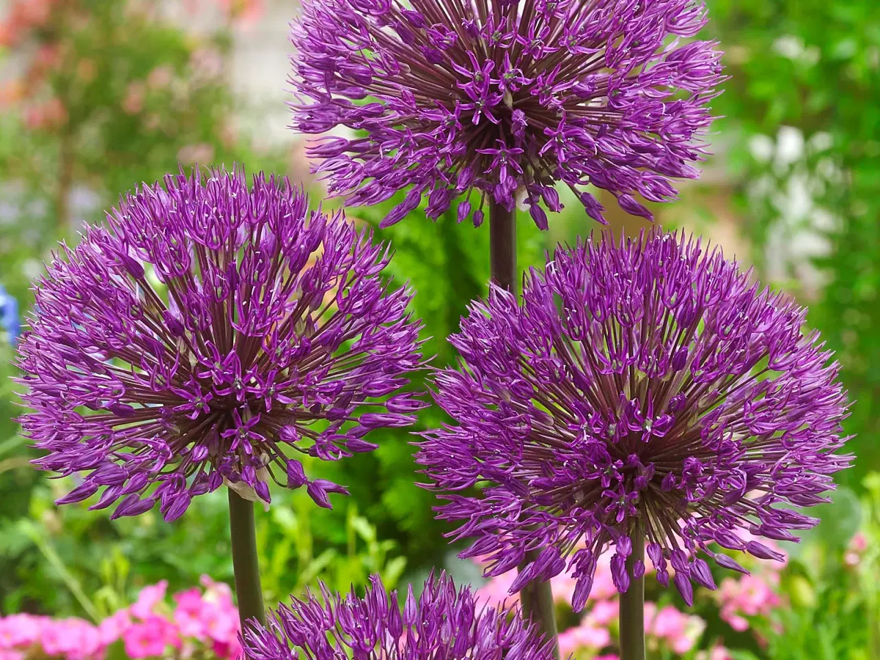 Billede 1 - Allium Powder Puff – Lette og smukke Allium