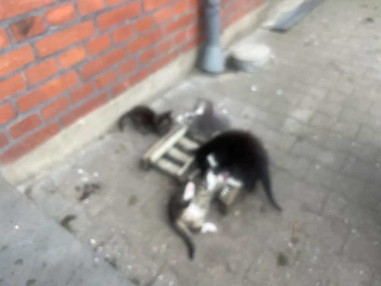 Billede 4 - Katte killinger 