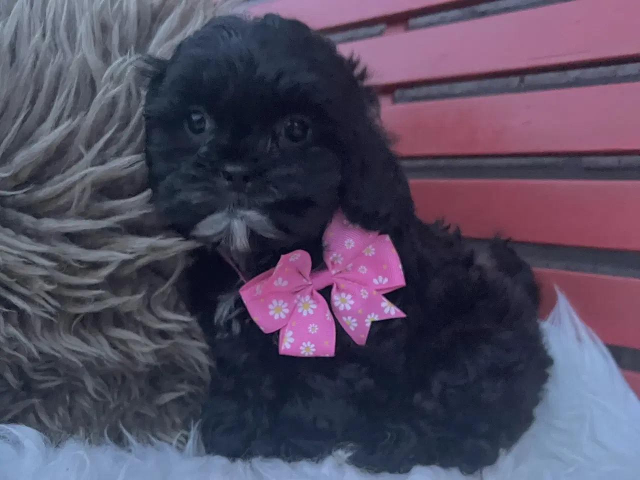 Billede 11 - Shihpoo hvalpe(Shih Tzu /Puddel 