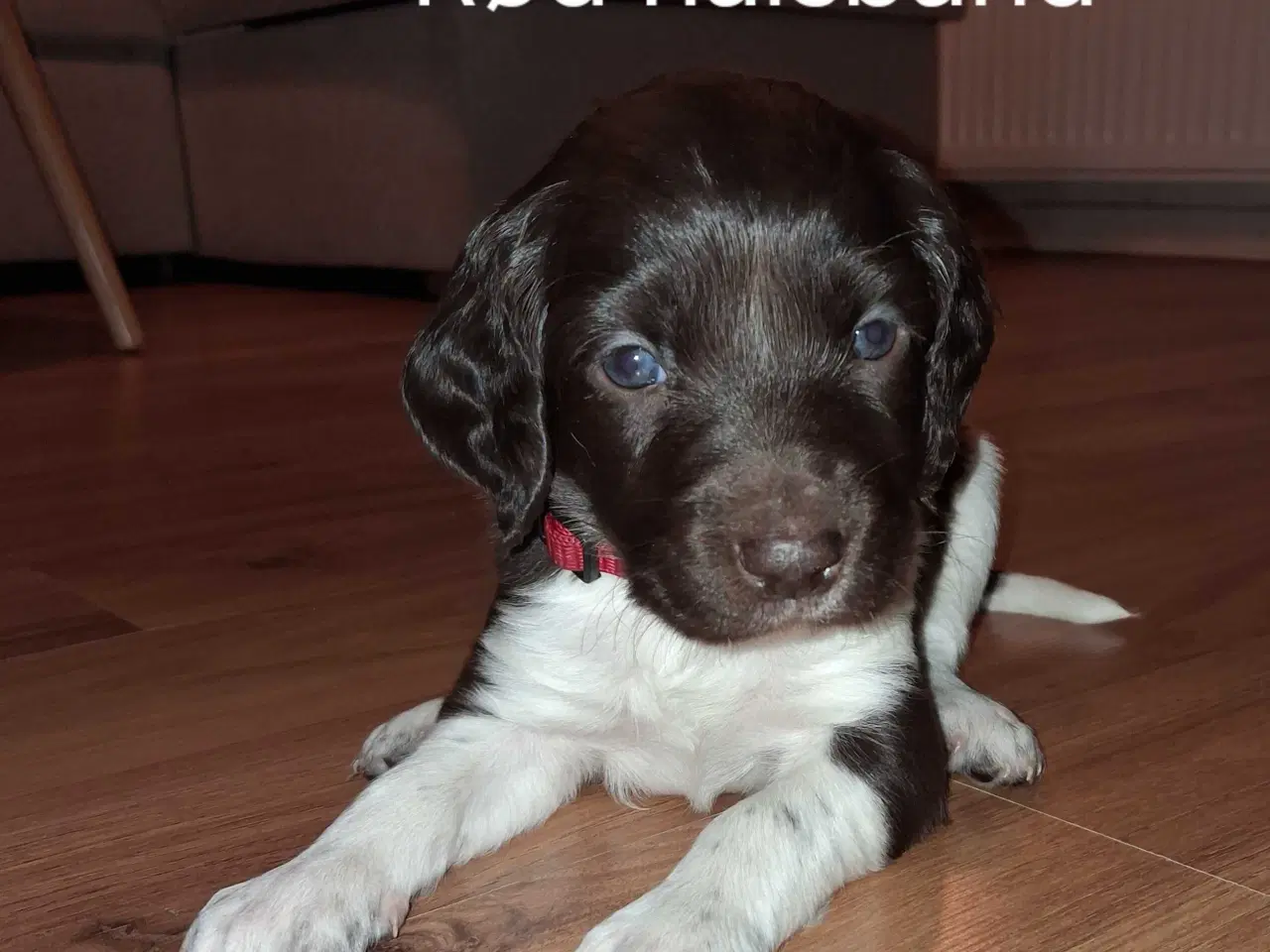 Billede 4 - kleine münsterländer Hvalpe