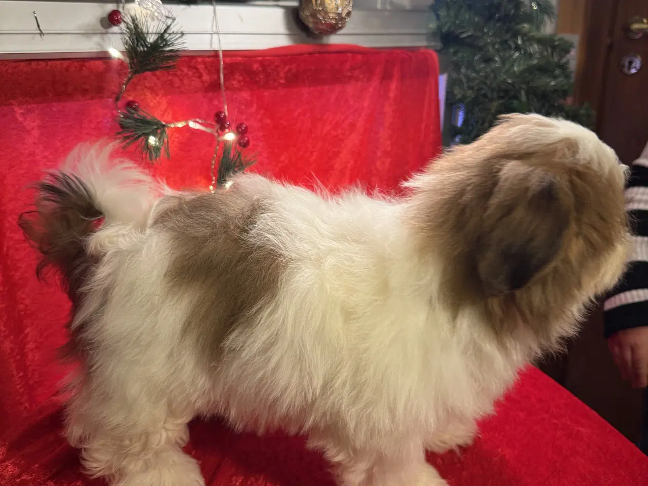 Billede 7 - Shih tzu-mor/ Coton de Tulear-far