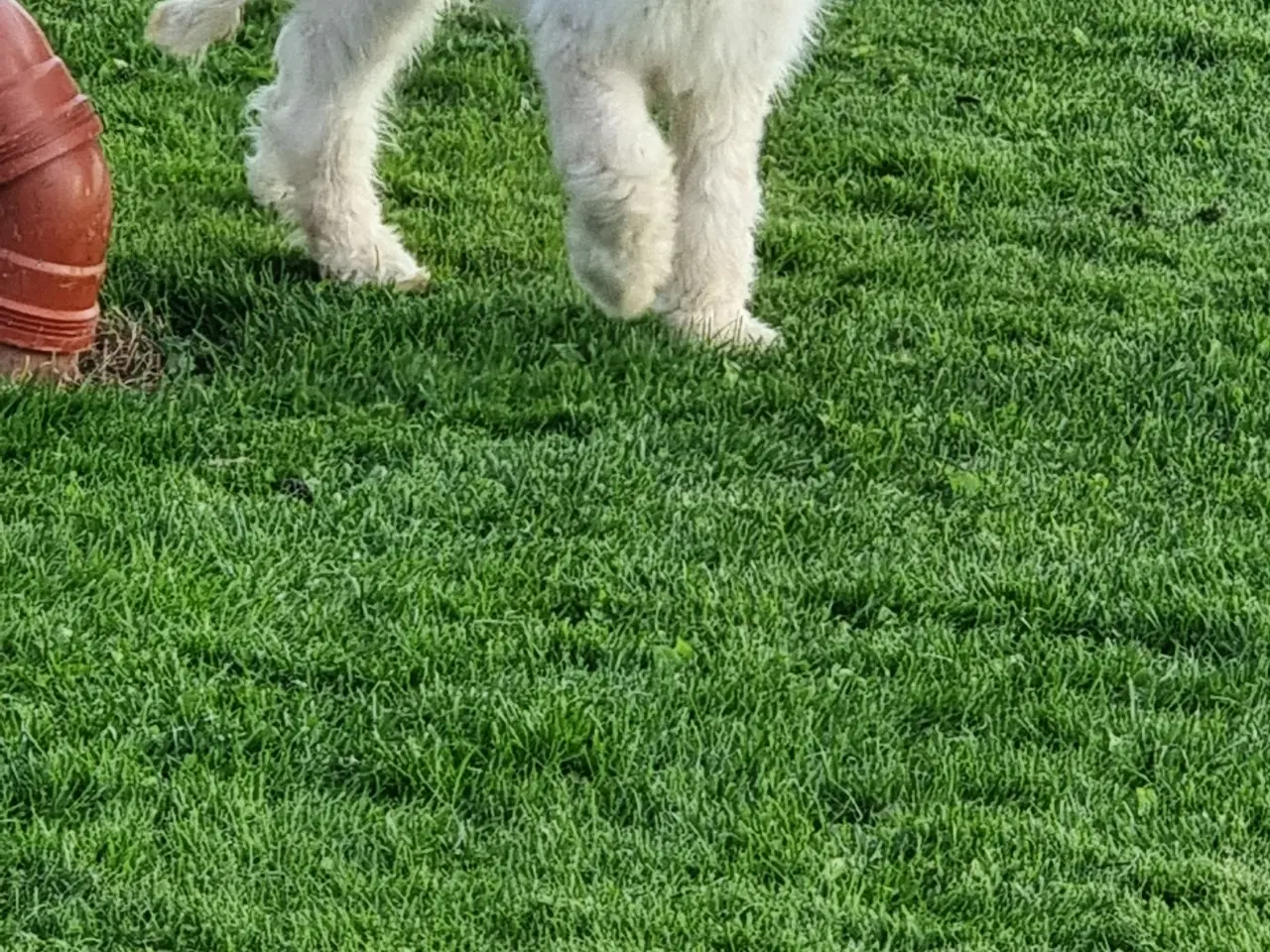 Billede 8 - skønheder Golden doodle hanner hvalpe