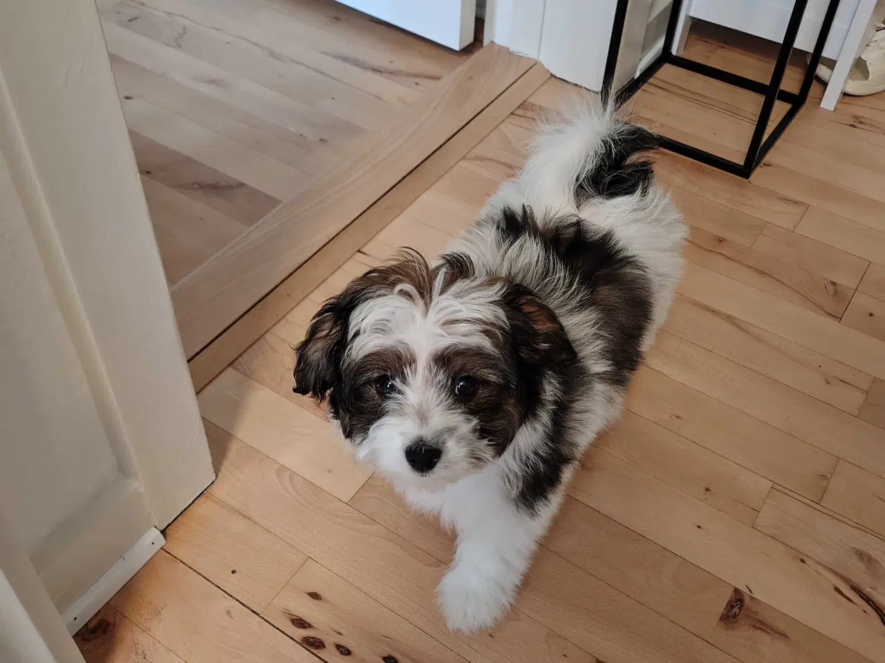 Billede 1 - Bishon frise