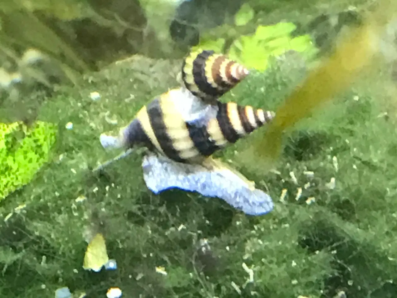 Billede 1 - 🐚 Helena-snegle Premium – 10 stk. | Sendes GLS