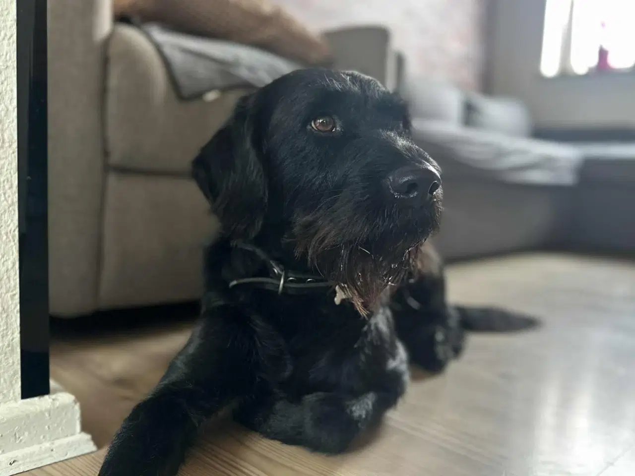 Billede 1 - hanhund til avl 4år gammel