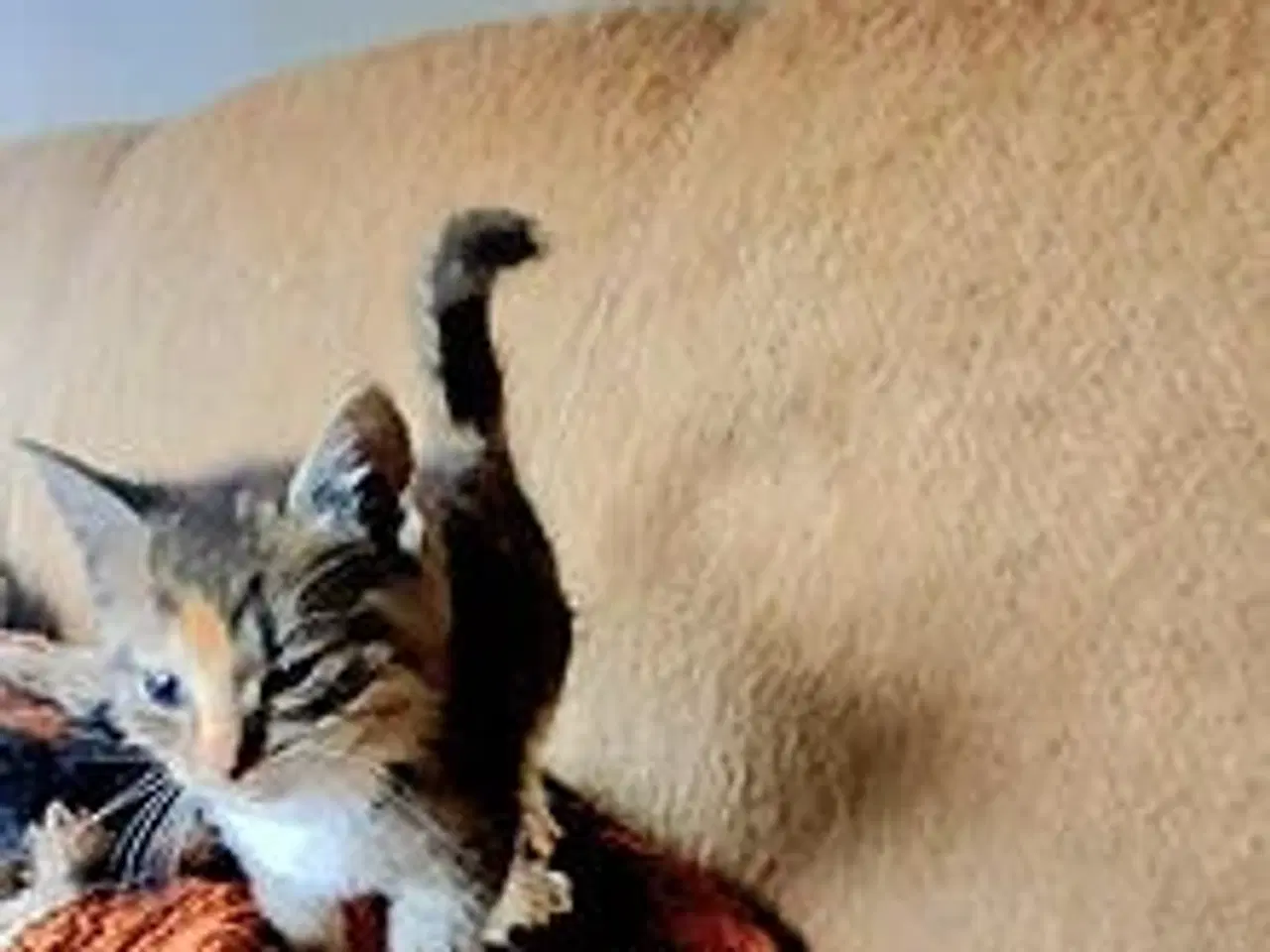 Billede 3 - Dværgkattekillinger søger nyt hjem. 