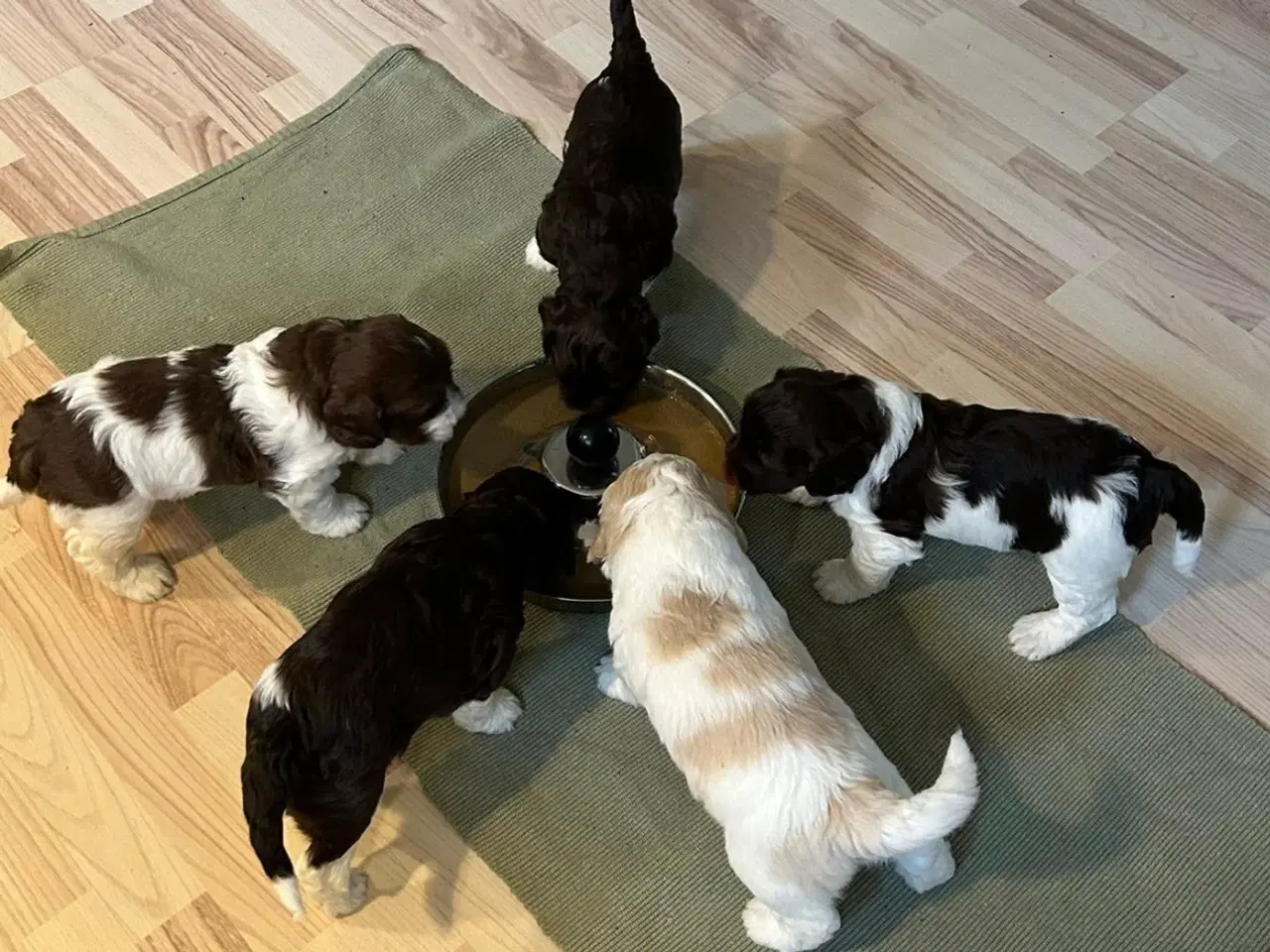 Billede 7 - Labradoodlehvalpe 2026