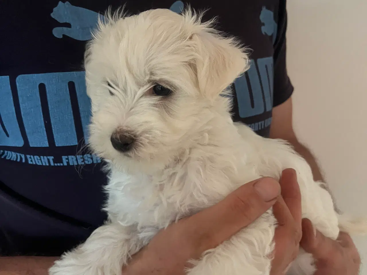 Billede 4 - Malteser/ Bichon hvalpe 