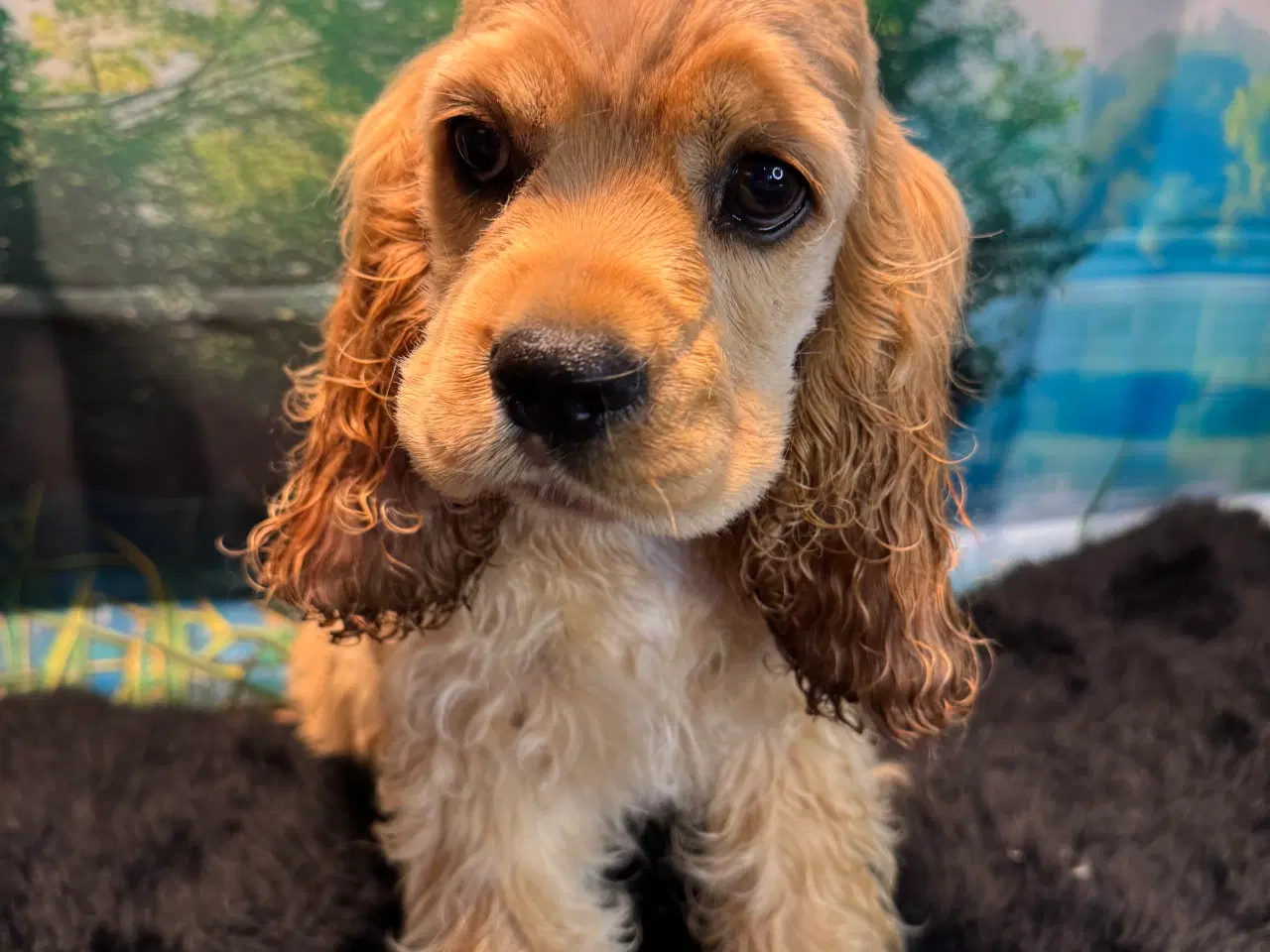 Billede 3 - Rejseklar 🧳 Skønne Amerikanske Cockerspaniel 