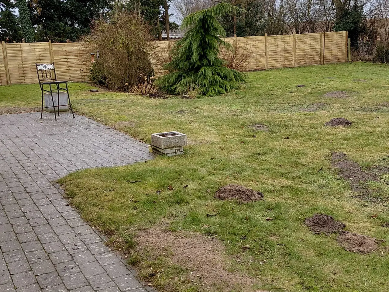 Billede 1 - Grantræ 3m. 