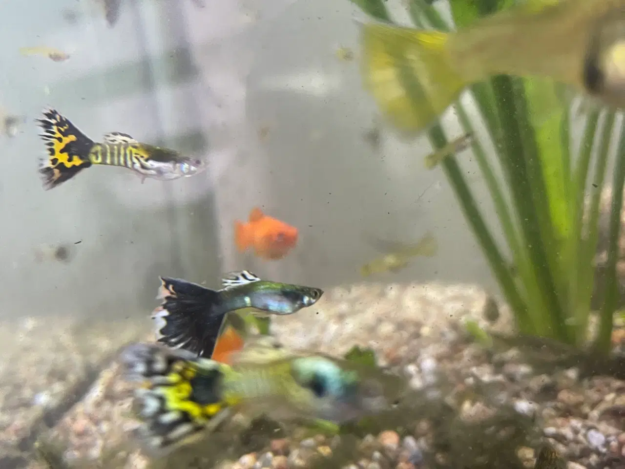 Billede 2 - Guppy yngel og voksne fisk