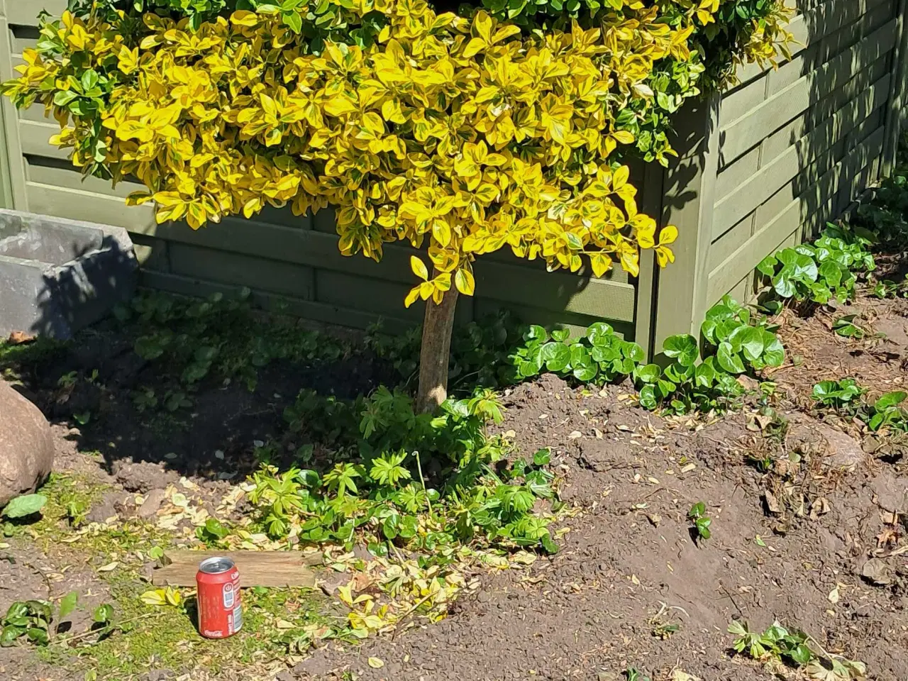 Billede 1 - Store sten og haveplanter bortgives 
