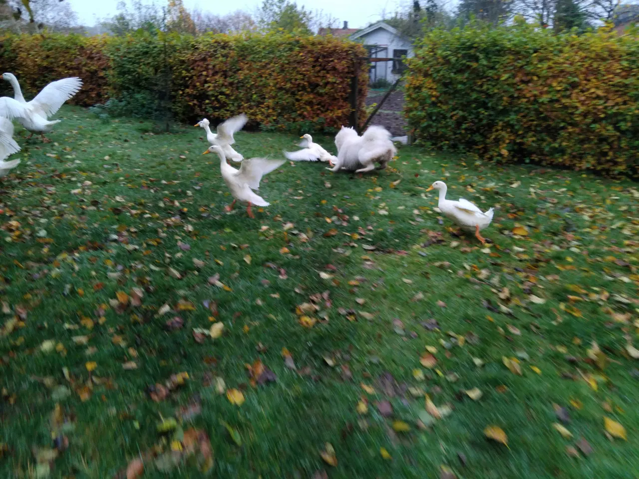 Billede 1 - Løbeandrikker med dusk på hovedet