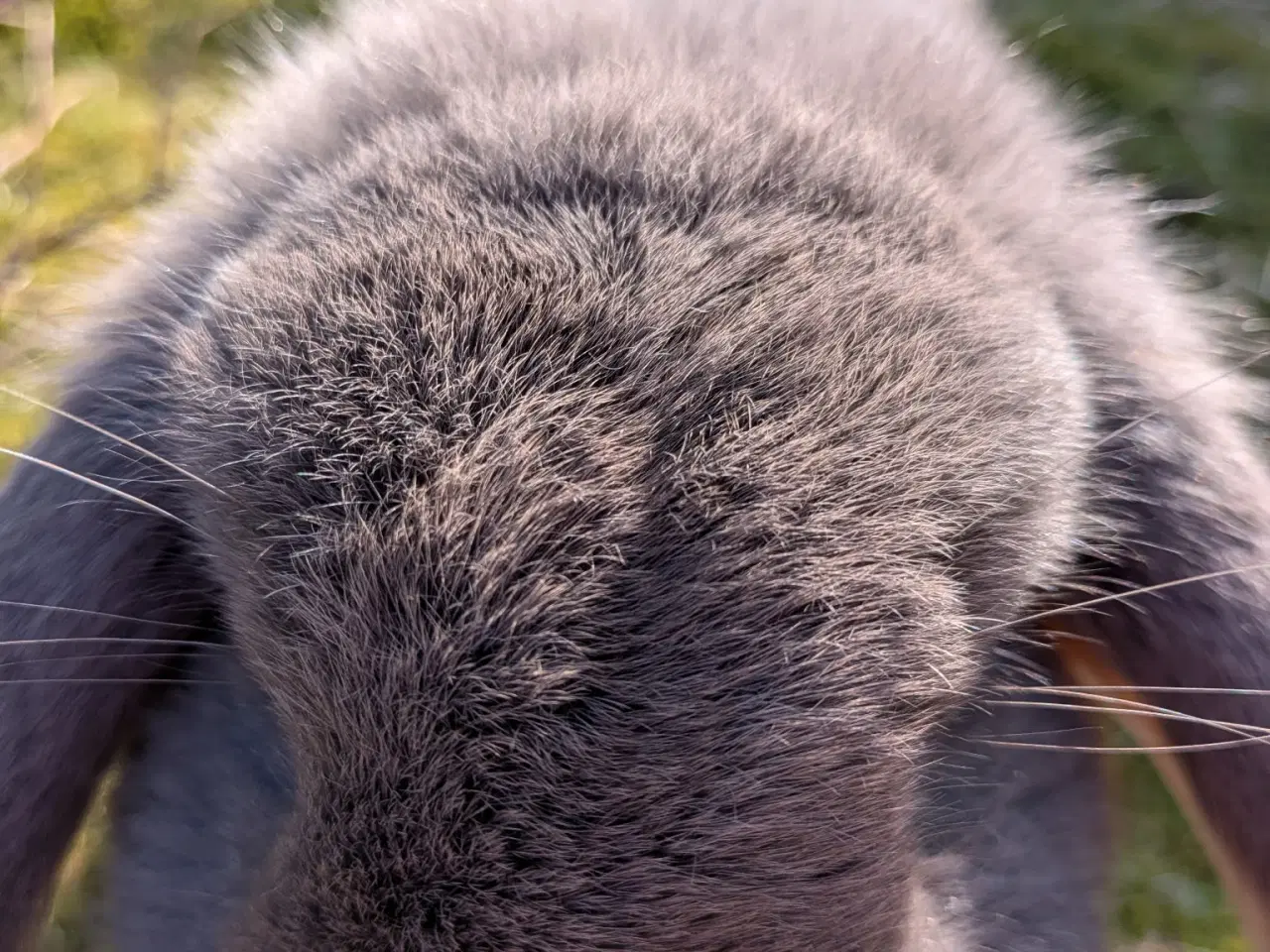 Billede 3 - Sød og tam minilop hankanin