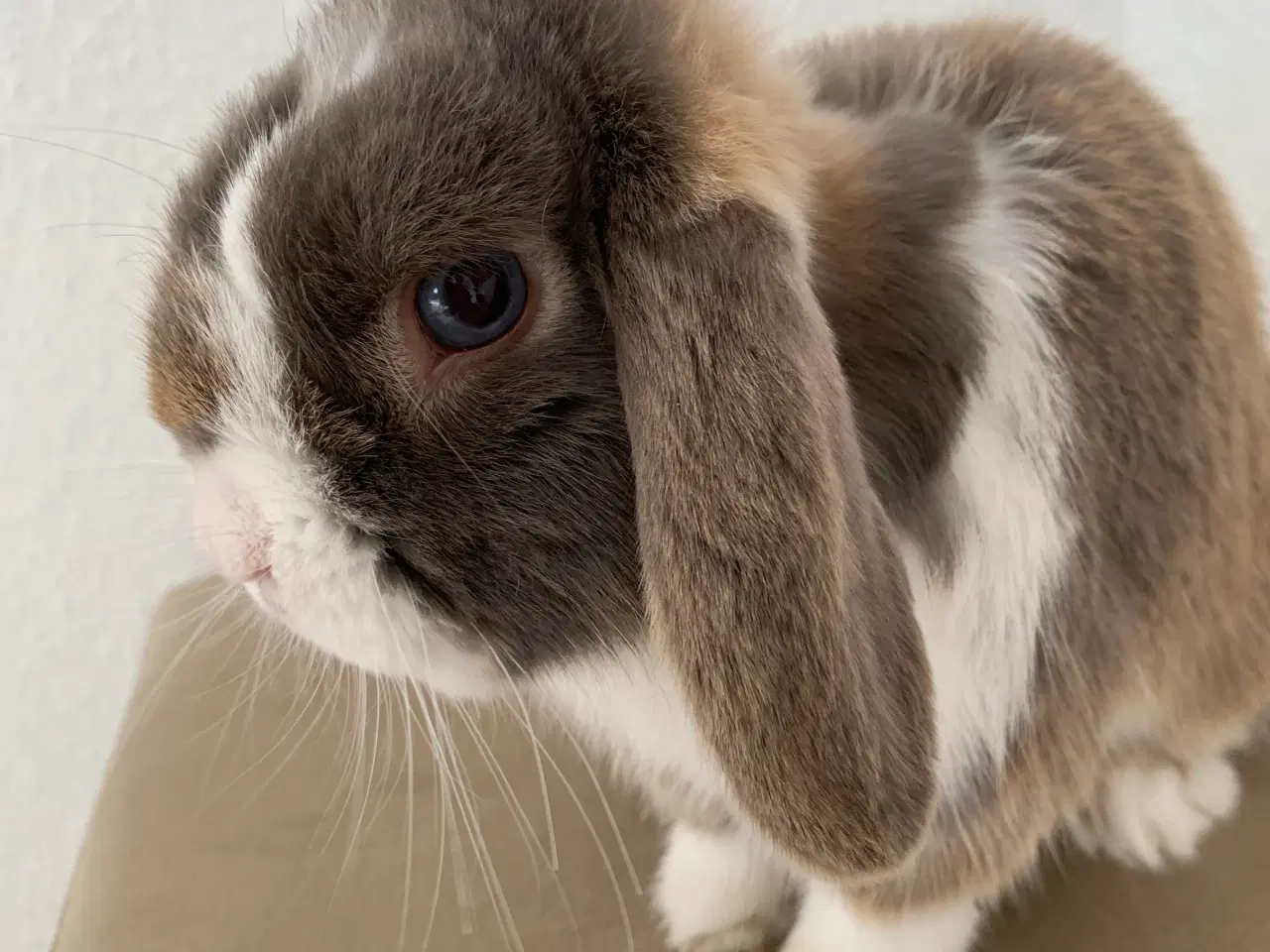 Billede 1 - Mini Lop han bor i haven
