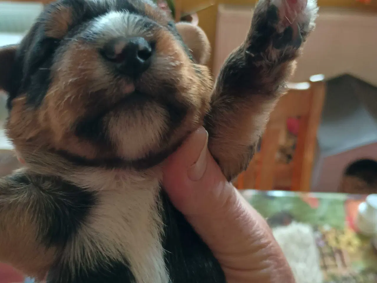 Billede 17 - Yorkshire Terrier hvalpe 