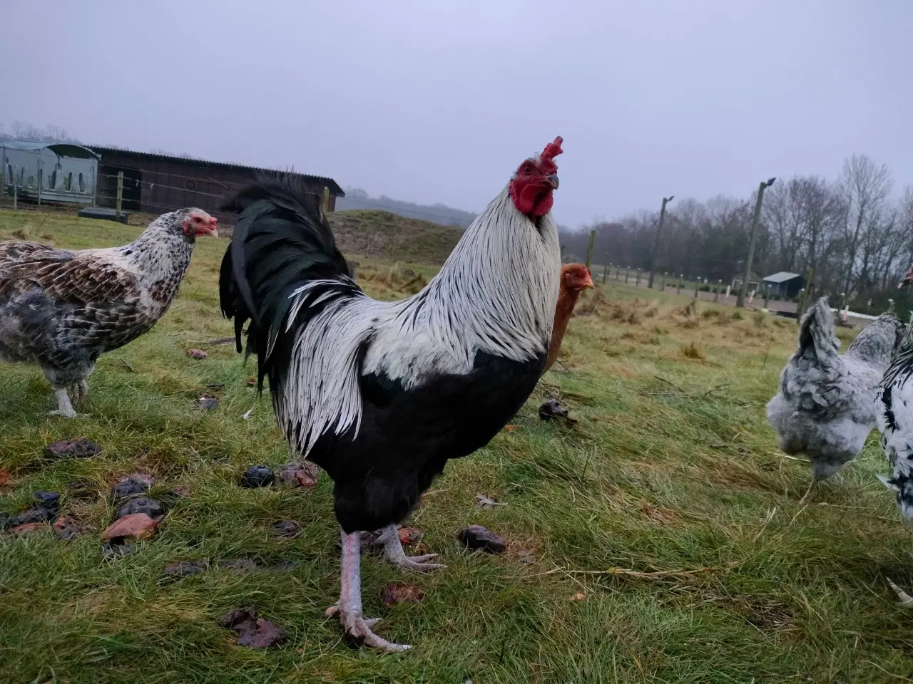 Billede 3 - Flotte haner sælges 