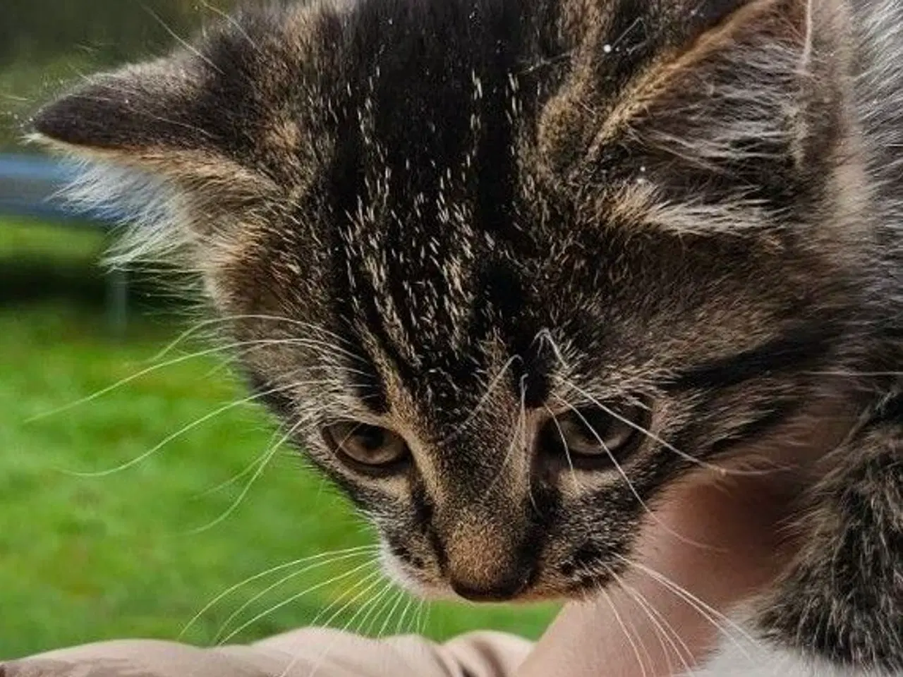 Billede 1 - Søde kattekillinger sælges