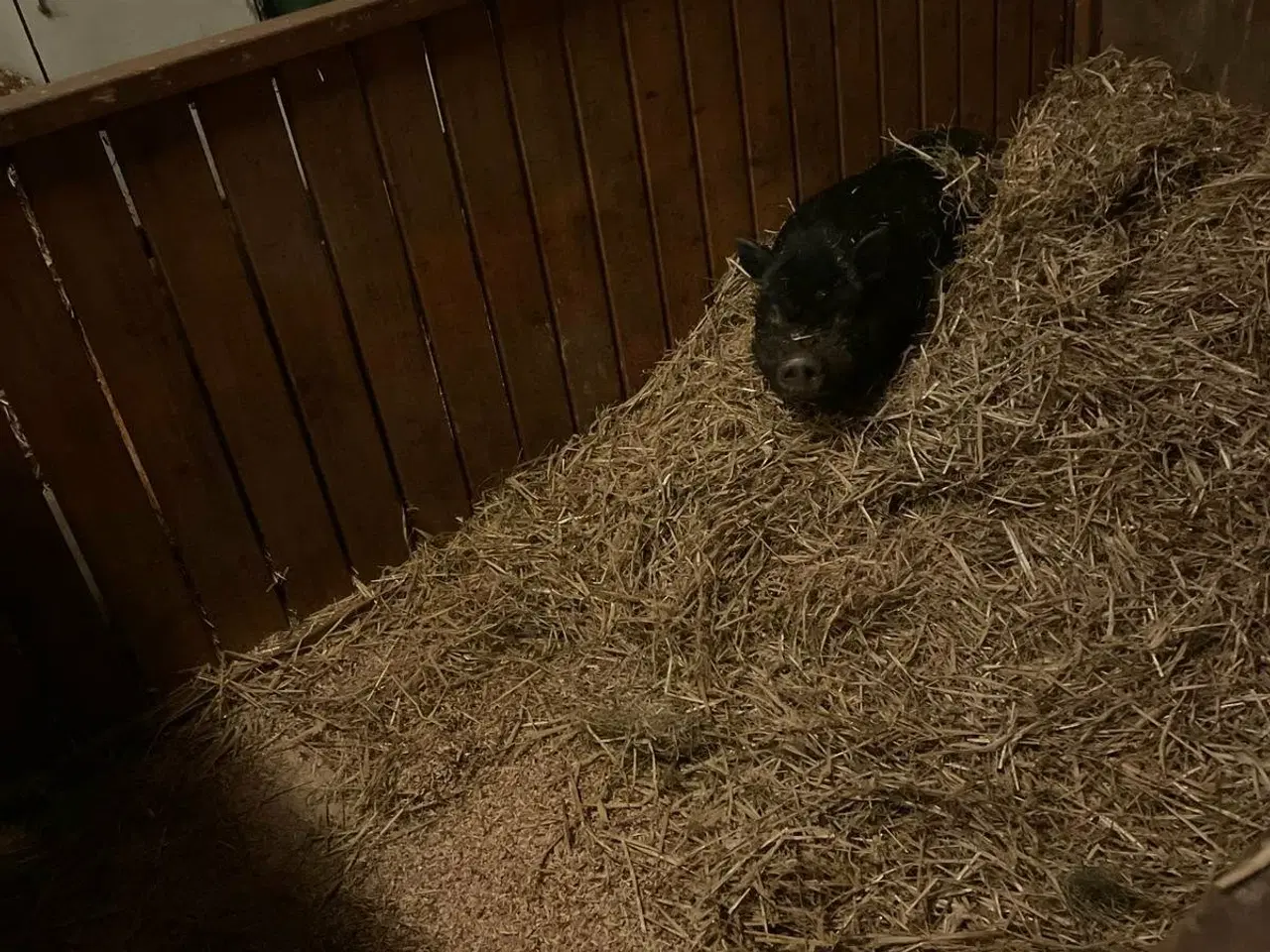 Billede 2 - minigris (orne)