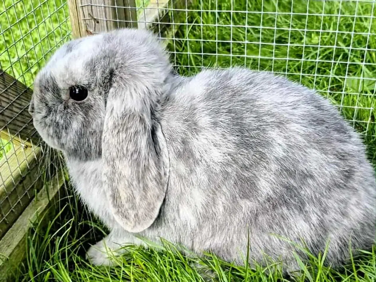 Billede 2 - Super flot ægte Minilop hun