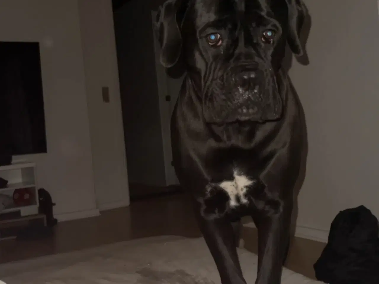 Billede 2 - Canecorso tæve 8 måneder 