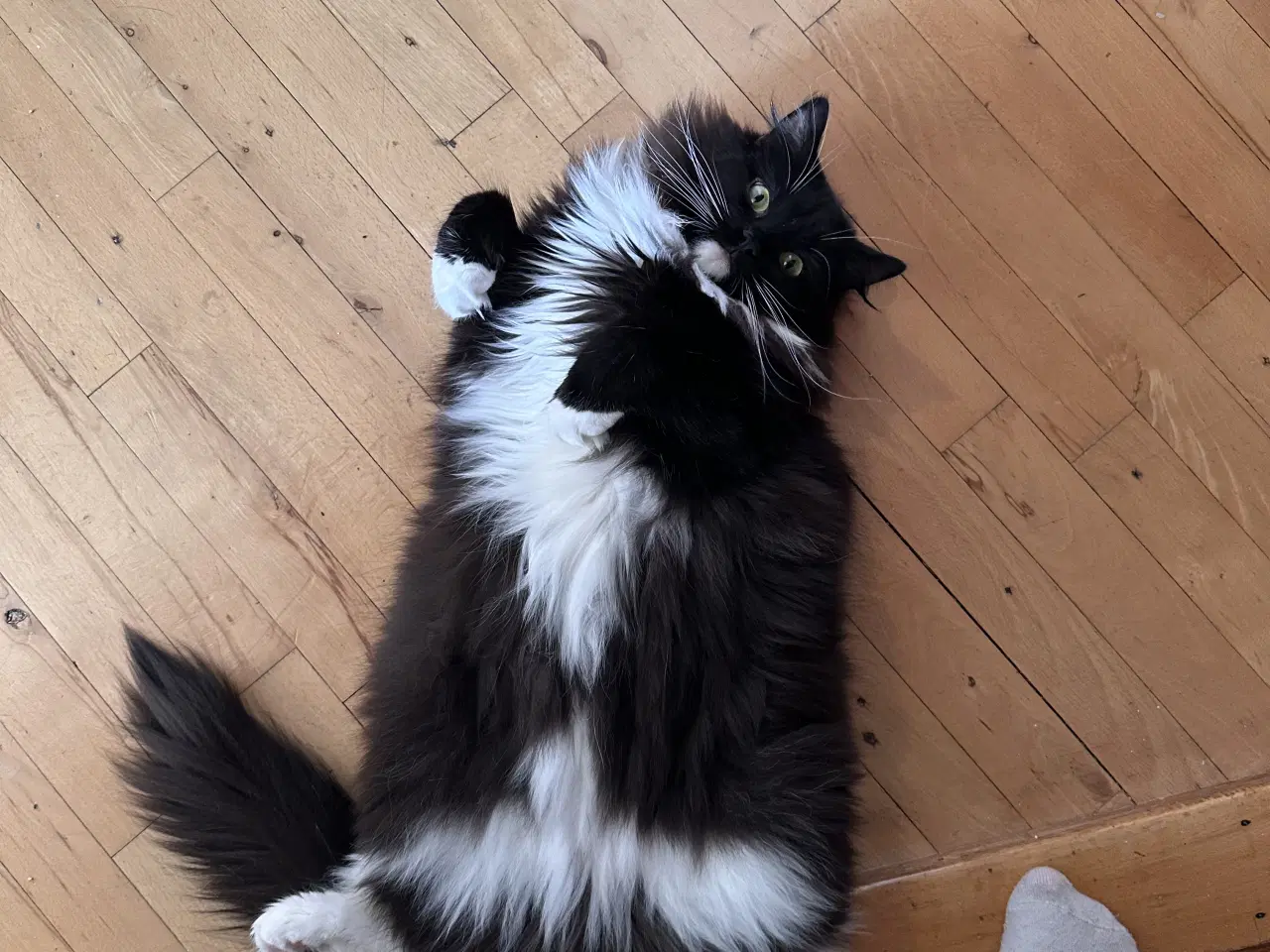 Billede 2 - Onkel Ole søger nyt hjem 