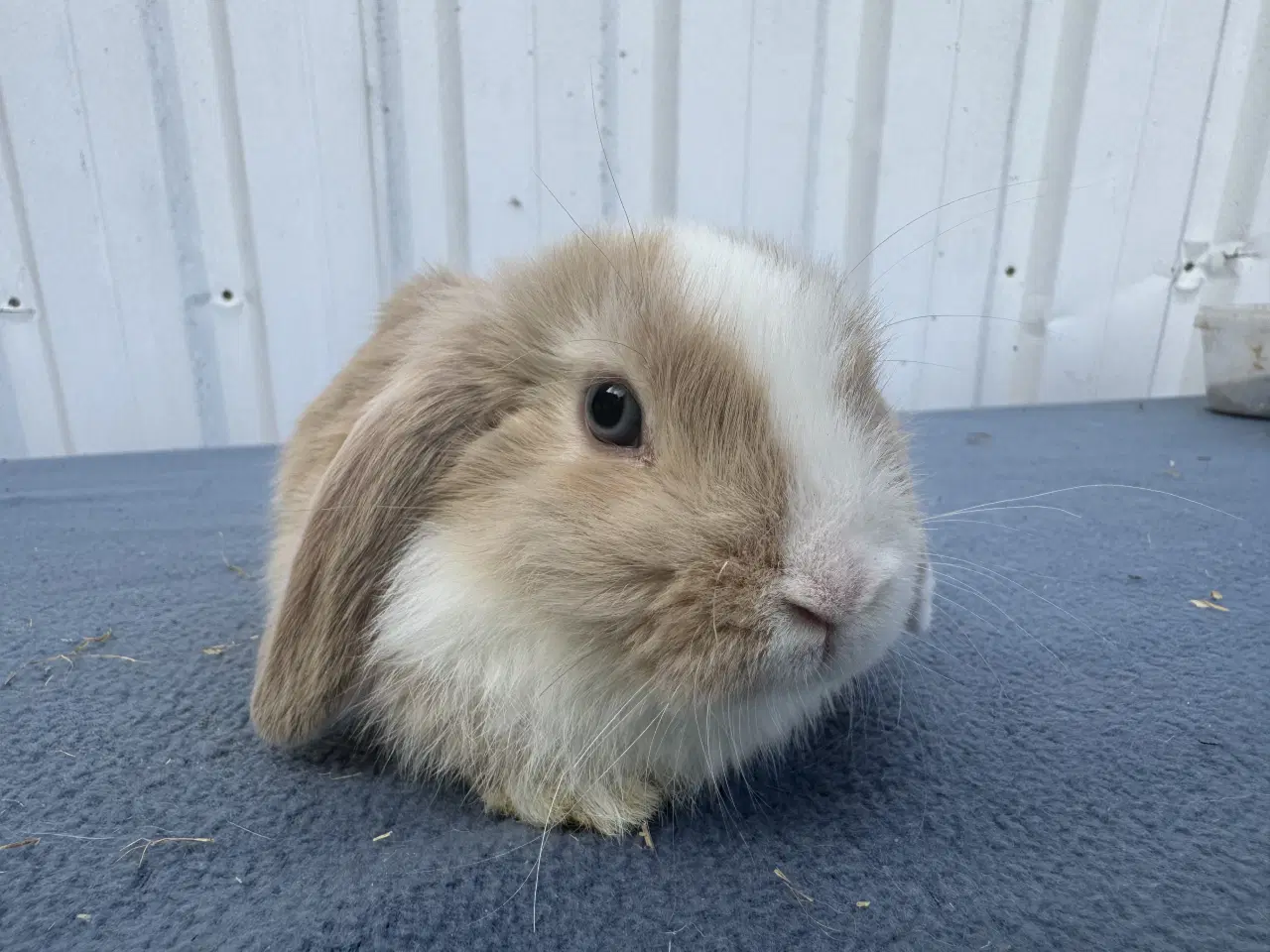 Billede 5 - Dværgvædder/Mini lop hunkanin