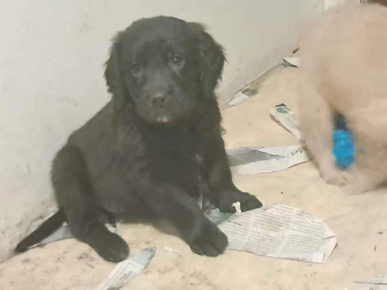 Billede 5 - De sødeste skønneste blandingshvalpe