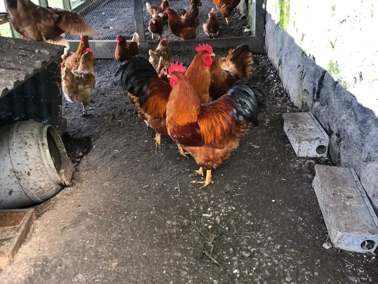 Billede 1 - New Hampsire Høner