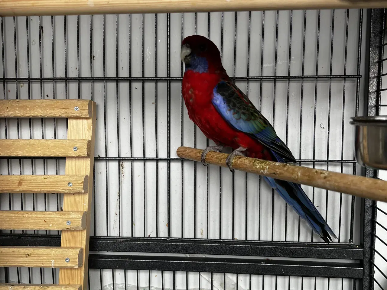 Billede 2 - Pennant Parakit